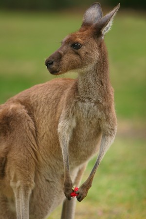 Kangaroo in the wildの写真素材
