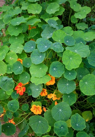 top view of nasturtium plantの写真素材