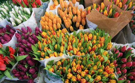 tulip in flowers market taken from Viena Austriaの写真素材