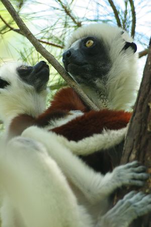 close-up of the face of a Lemurの写真素材