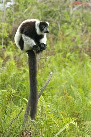 Long tail Lemur taken from Madagascarの写真素材