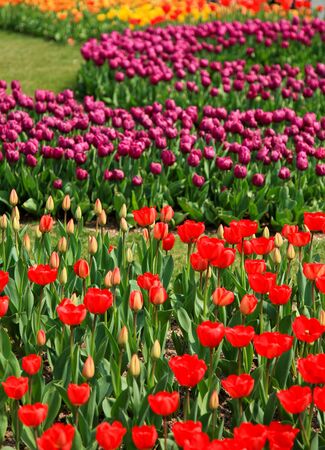 Colorful tulip field taken from South Koreaの写真素材