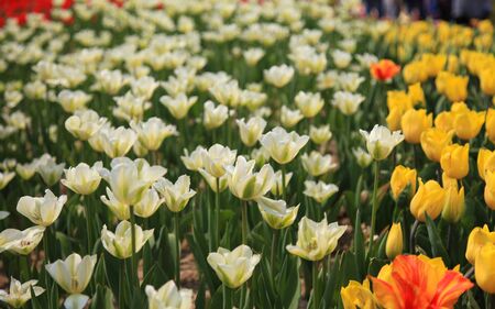 Colorful tulip field taken from South Koreaの写真素材