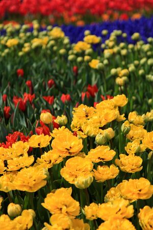 Colorful tulip field taken from South Koreaの写真素材
