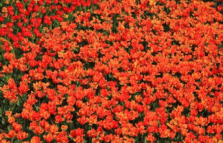 Colorful tulip field taken from South Koreaの写真素材