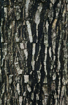 Natural bark of the tree in the parkの写真素材