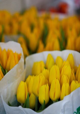tulip in flowers market taken from Vienna Austriaの写真素材
