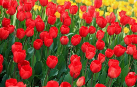 Colorful tulip field taken from South Koreaの写真素材