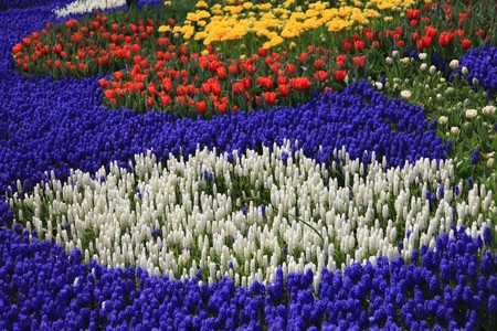 Lavender and Tulip blooming in a fieldの写真素材