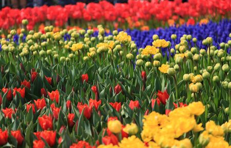 Colorful tulip field taken from South Koreaの写真素材
