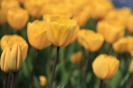 Colorful tulip field taken from South Koreaの写真素材