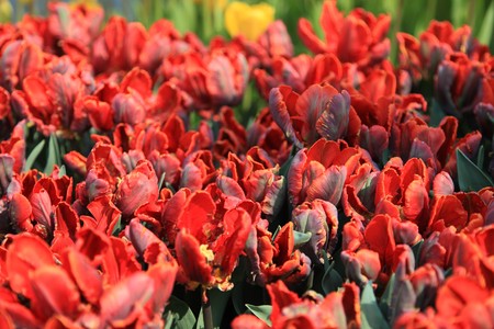 Colorful tulip field taken from South Koreaの写真素材