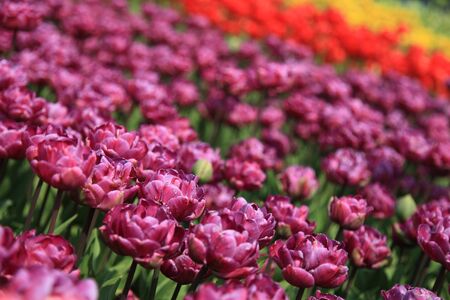 Colorful tulip field taken from South Koreaの写真素材