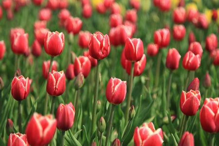 Colorful tulip field taken from South Koreaの写真素材