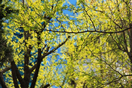 Blackground Ginkgo Tree in South Koreaの写真素材