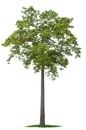 Green Tree isolated against a white backgroundの写真素材