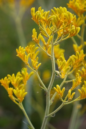 The kangaroo paw is the official floral emblem of Western Australiaの写真素材