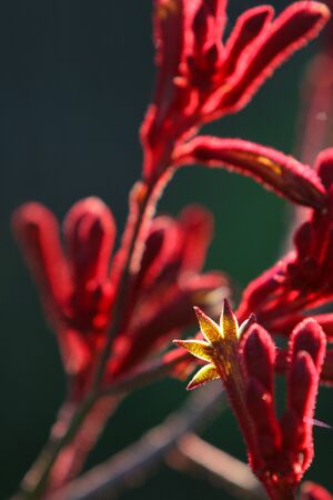 The kangaroo paw is the official floral emblem of Western Australiaの写真素材