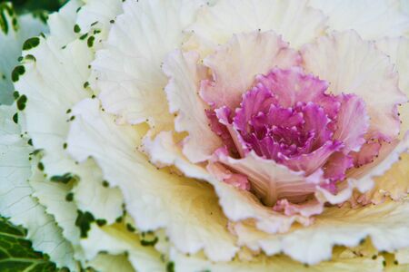 decorative cabbage in blossom Taken from garden at Doi Ang Khang, Chiang Mai, Thailand.の写真素材