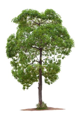 Green Tree isolated against a white backgroundの写真素材