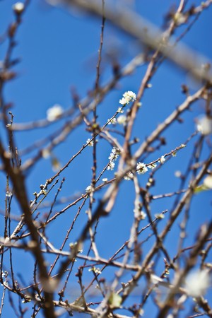 cherry blossoms against the blue skyの写真素材