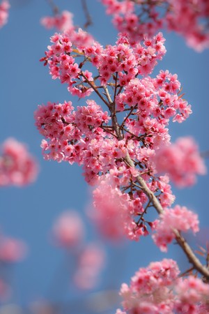 cherry blossoms against the blue skyの写真素材