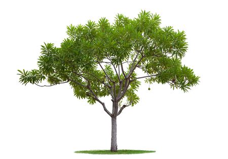 Green Tree isolated against a white backgroundの写真素材