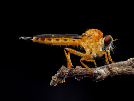 Robber flyの写真素材