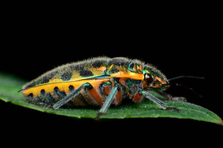 Pomegranate insectの写真素材
