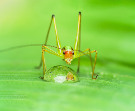 Grashopper reflectionの写真素材