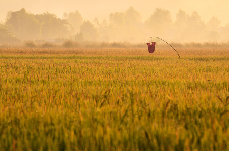 Scarecrow standing in a rice farmの写真素材