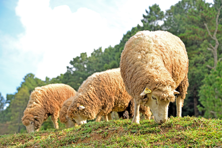 Sheepsの写真素材