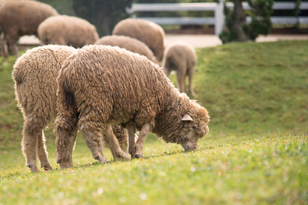 Sheep in the open fieldの写真素材