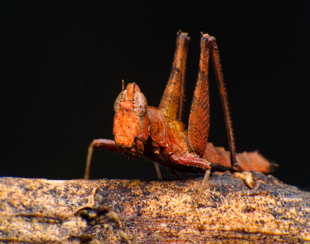 Red grasshopperの写真素材