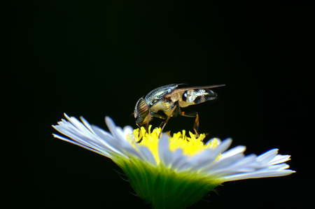 fly flowerの写真素材