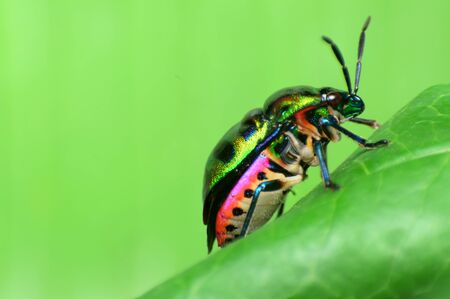 close up Ladybug on the grassの写真素材