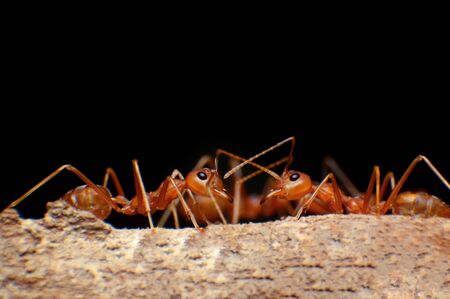 closed up : Red ant working on treeの写真素材