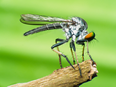 Robberfly with prey, insect, macro robberの写真素材
