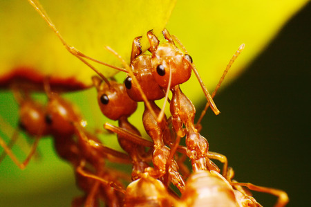 Red ant working on treeの写真素材