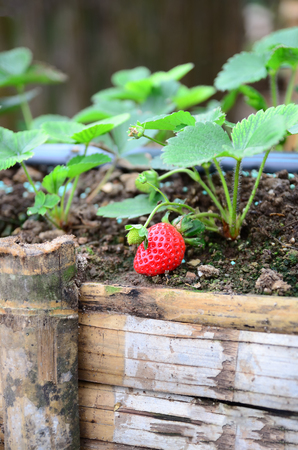 Industrial growth of strawberries,hydroponics strawberryの写真素材