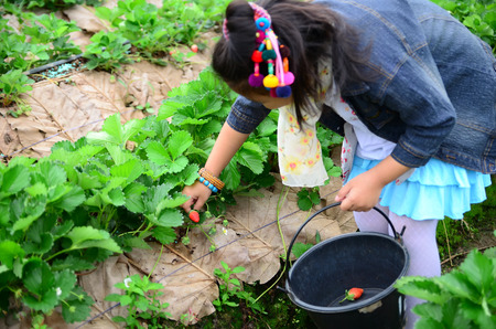 happy young child girl picking and eating strawberries on a plantationの写真素材