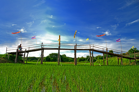Rural Green rice fields and bamboo bridge.の写真素材
