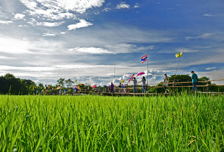 Rural Green rice fields and bamboo bridge. Place name Sutongpe Bridge. the longest wooden bridge located in lampang province The Northern of Thailand.の写真素材