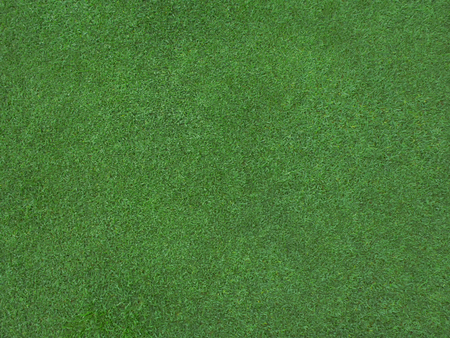 Green grass. natural background texture. fresh spring green grass.の写真素材