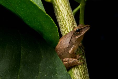 small frogの写真素材