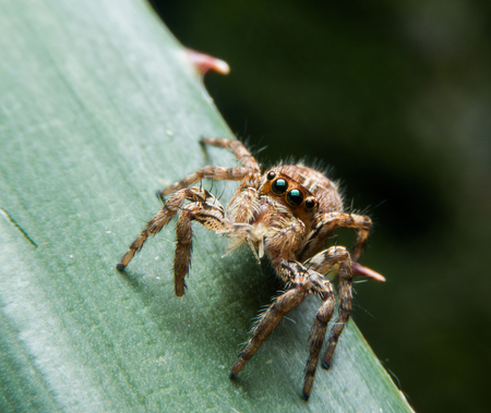 spider