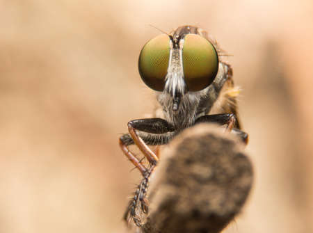 robber fliesの写真素材