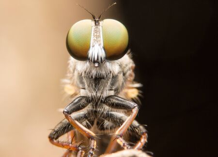 robber fliesの写真素材