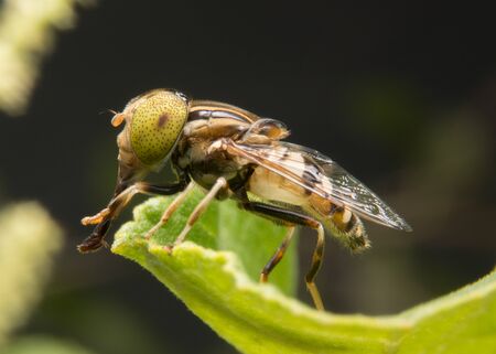 fruit flyの写真素材