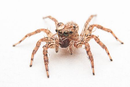 spider  hunter insect  spider on hand
